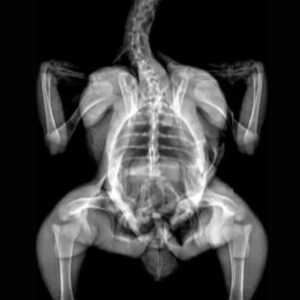 Chicken X-Ray Attenuation Image