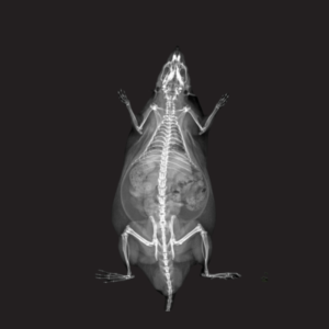 Rat X-Ray Attenuation Image