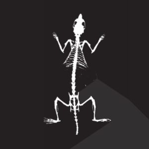 Rat Bone Mineral Density Image