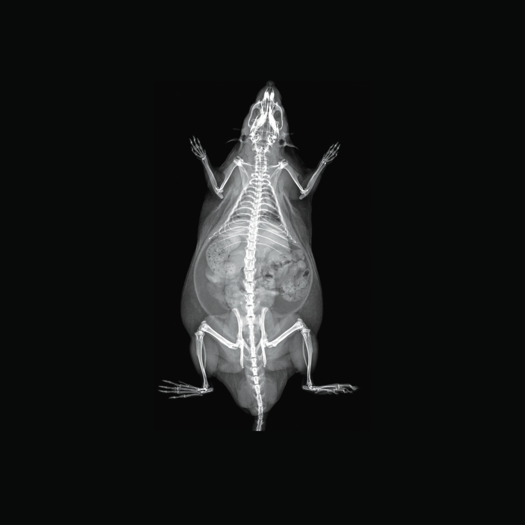 Representative rat DXA image generated with the iNSiGHT DXA system.