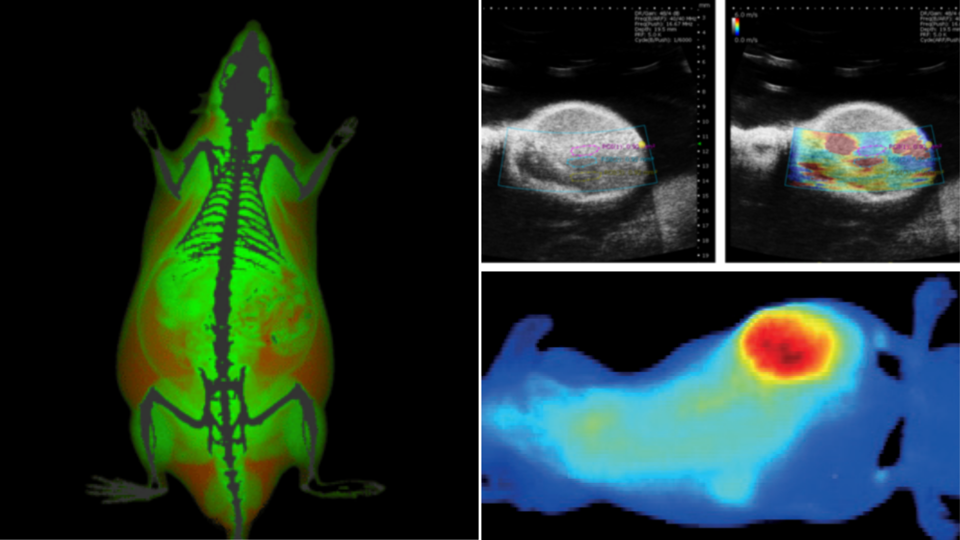 Preclinical imaging modalities collage