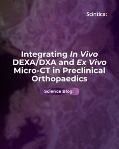DXA and micro-CT imaging workflow for preclinical orthopaedics, combining longitudinal bone mineral density measurement with 3D bone microarchitecture analysis in animal models.