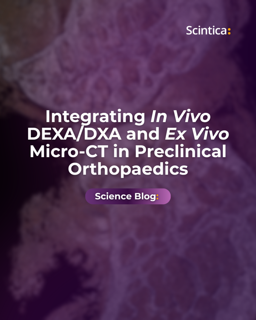 DXA and micro-CT imaging workflow for preclinical orthopaedics, combining longitudinal bone mineral density measurement with 3D bone microarchitecture analysis in animal models.
