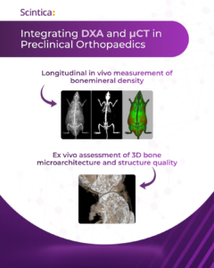 DXA and micro-CT imaging workflow for preclinical orthopaedics, combining longitudinal bone mineral density measurement with 3D bone microarchitecture analysis in animal models.