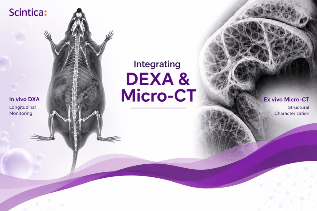 Rat DXA scan beside mouse stifle joint micro-CT render for preclinical orthopaedic bone imaging workflow