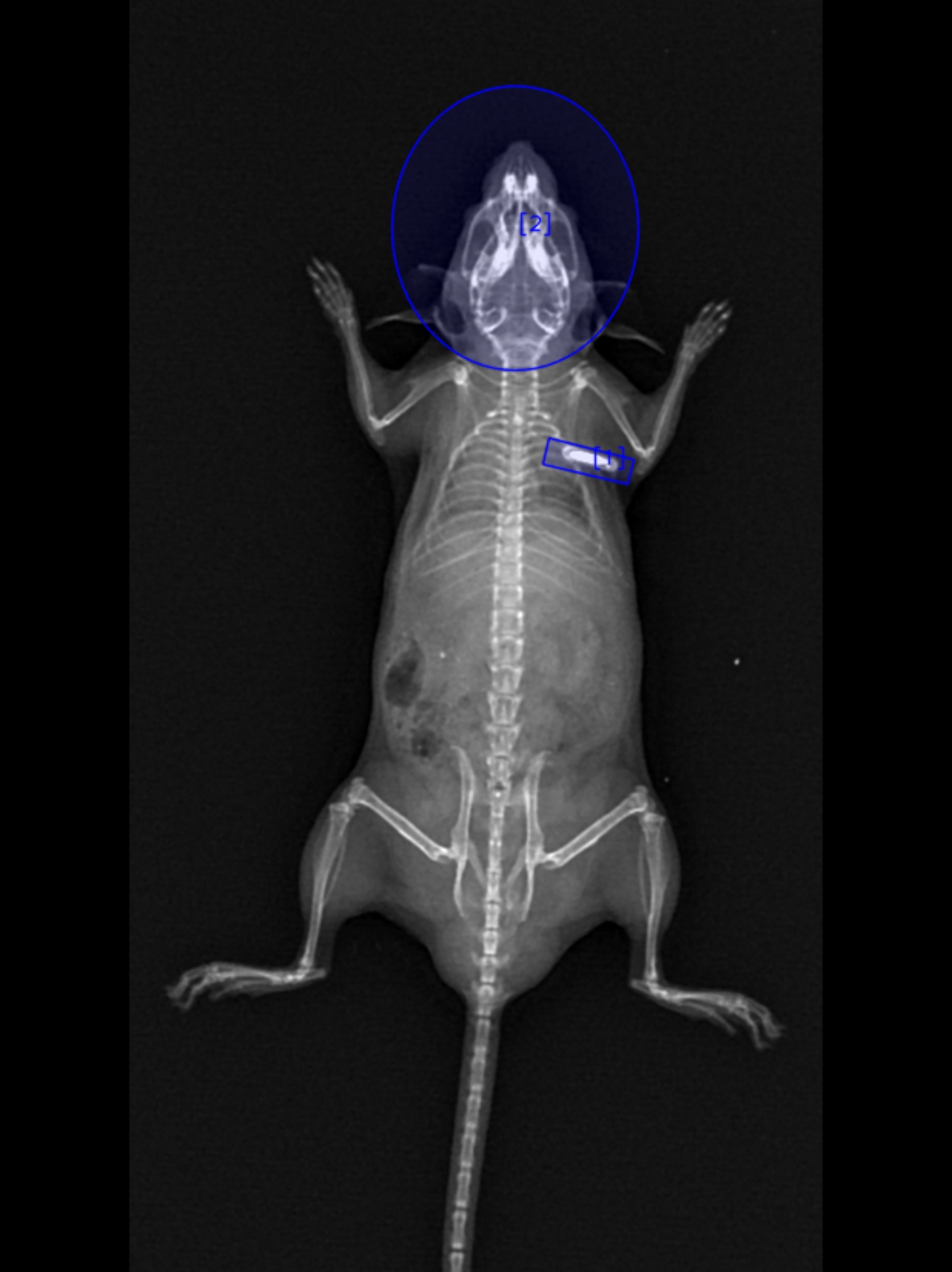 DXA image of a preclinical rodent showing skeletal structure and region of interest markers for bone mineral density and body composition analysis.
