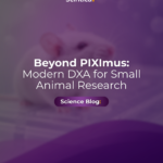 White lab mouse on a transparent platform for an article about replacing PIXImus with modern small animal DXA.