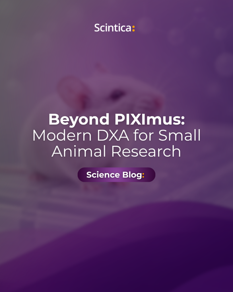 White lab mouse on a transparent platform for an article about replacing PIXImus with modern small animal DXA.