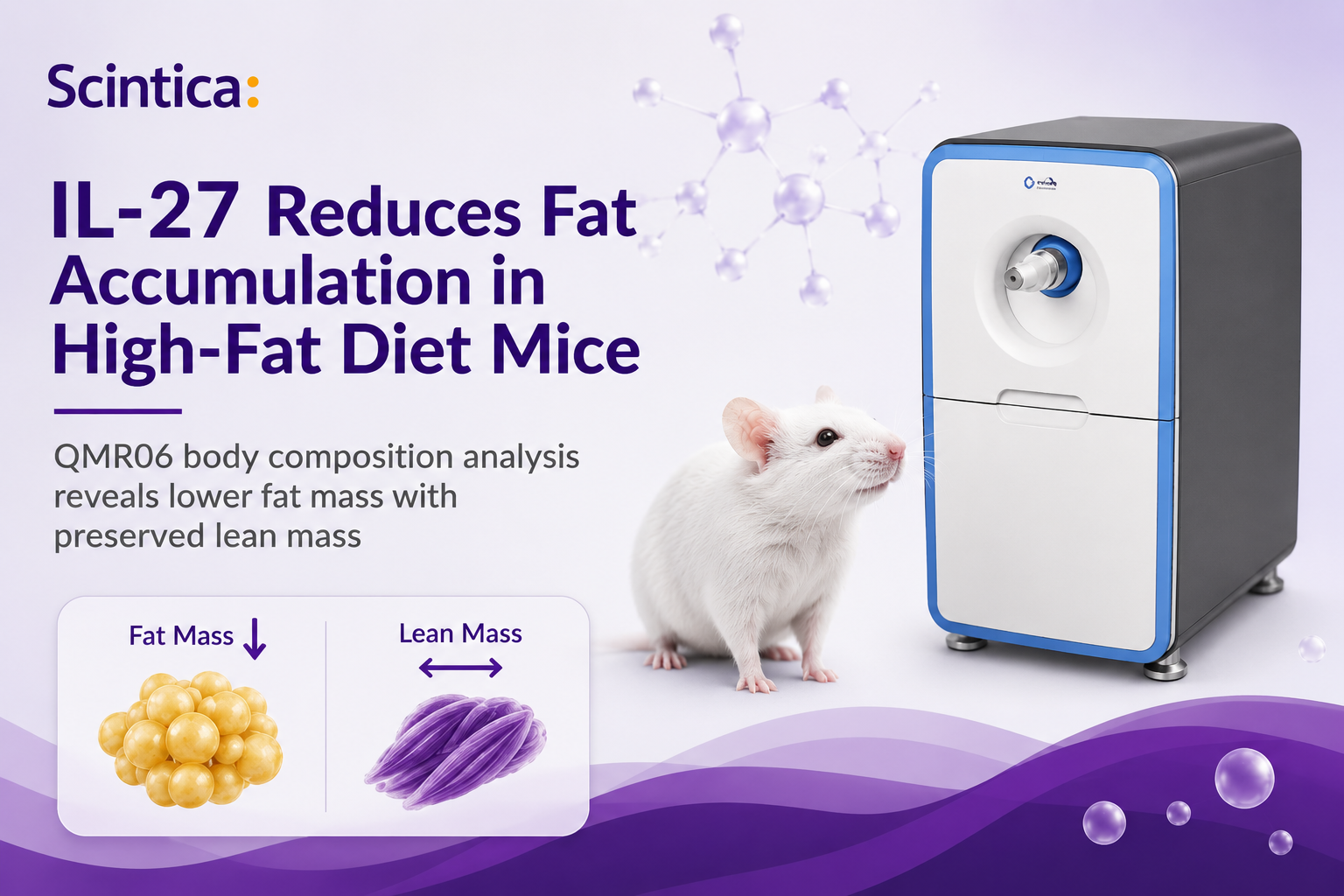 IL-27 reduces fat accumulation in high-fat diet mice, measured with QMR body composition analysis showing lower fat mass and preserved lean mass.