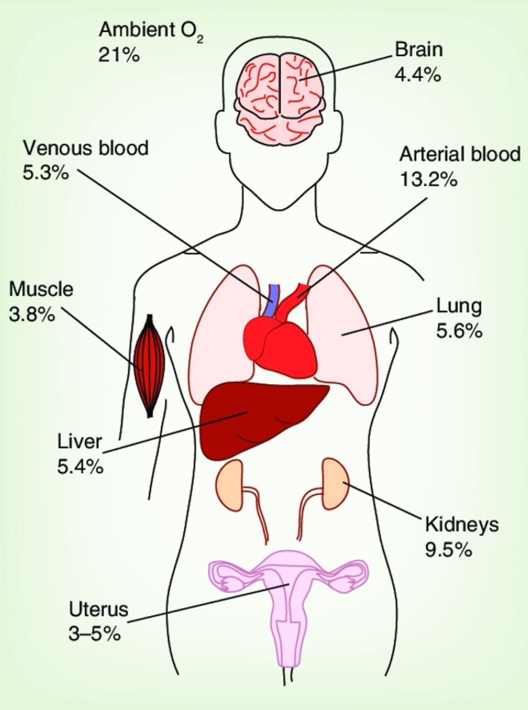 Percentage of Oxygen for tissues in the body